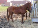 Trezen
